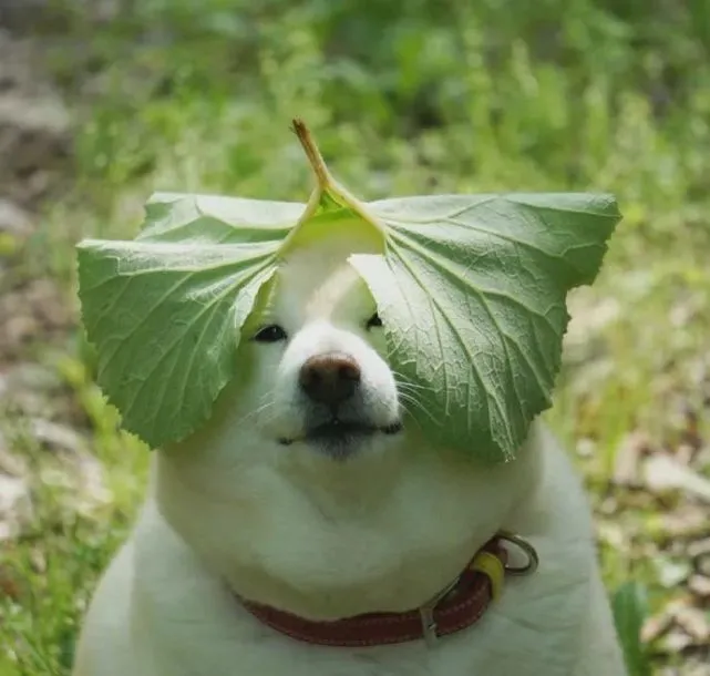 一只菜狗！​​​​