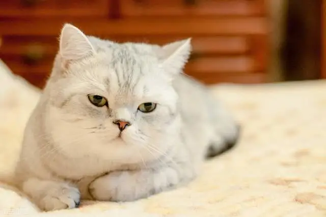 养公猫好还是母猫好？区别在这里