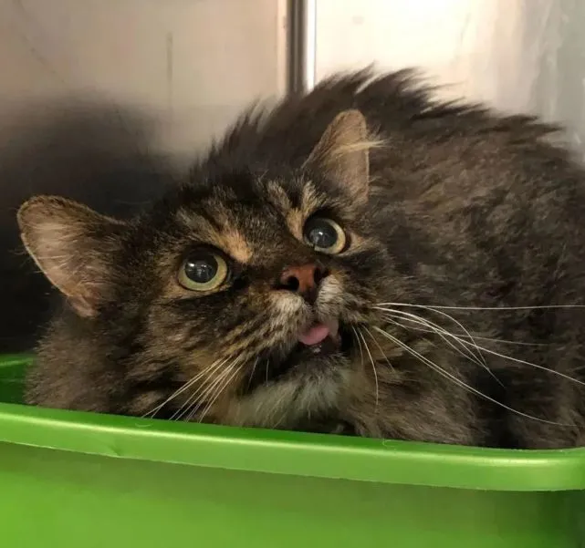 流浪猫是如何给自己找到一个温暖的家呢？