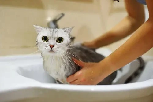 猫咪洗澡可以用人的沐浴露吗？答案是千万不要这么做