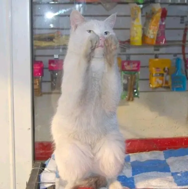 流浪猫见人就“拜拜”，店老板收养它招揽生意，好萌一只招财猫！