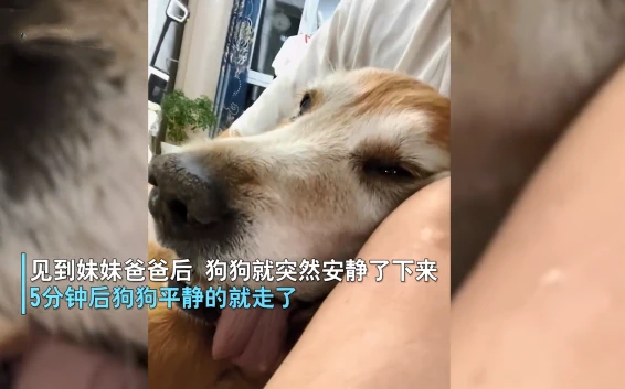 狗狗临终前，为了见主人最后一面痛苦强撑，汪：终于等到你了