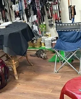 喵寒冬雨夜冲进店，因生病错过3个领养人，老板娘克服恐惧收养了它