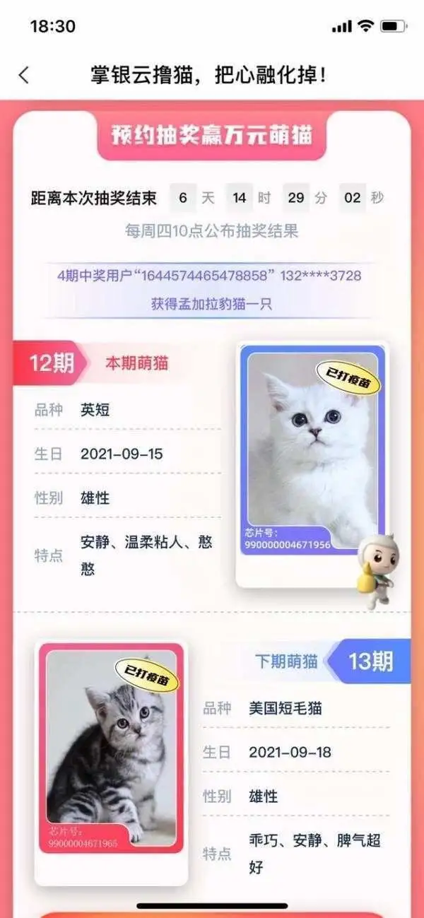 银行抽奖“万元活猫”当奖品引争议 活动合作方：猫是银行买单