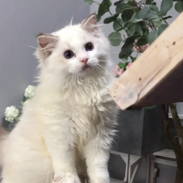 猫咪头像｜▷।⎟⎟।।।⎟⎟।⎟3