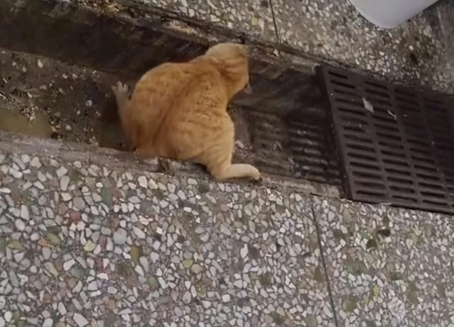 福建一猫咪耐心守候老鼠洞口，几分钟后“妈，你不用做我晚饭了”