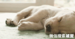 狗狗睡觉抽搐，除了缺钙，还有这些原因
