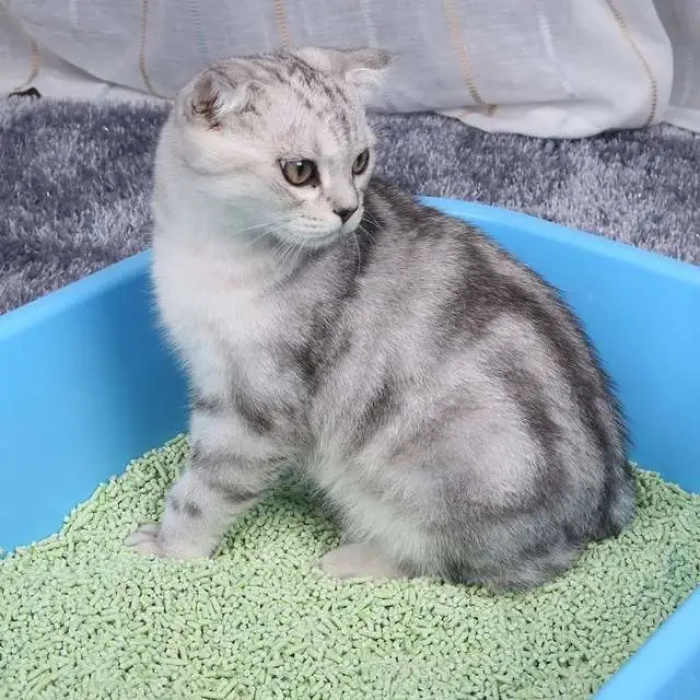 为什么有的猫咪吃猫砂？从这四个原因入手，让猫咪明白猫砂不能吃