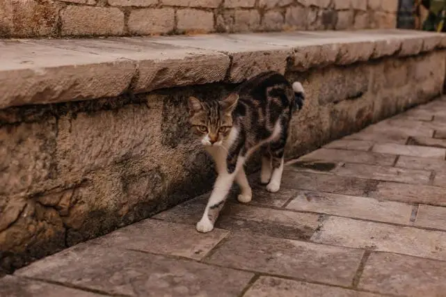 如何抓野生小猫