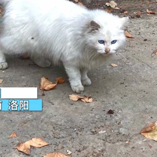 女孩遇见一只流浪猫，看清长相后被惊艳到了：真是落难的“公主”呀