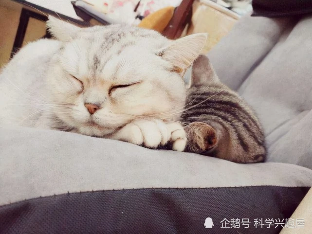 猫有九条命？其实是因有自身技能加持，人类才对其产生误解