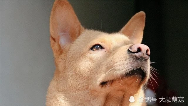 中华田园犬被禁养的原因原来是这些，令人惋惜之余，还是要规范饲养
