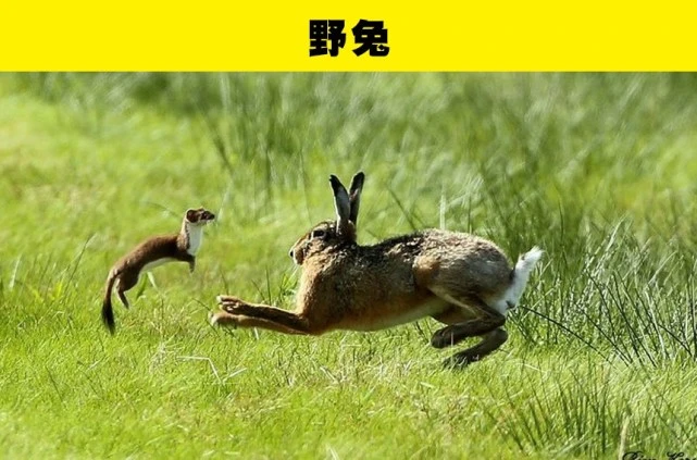 看似无害，但你最好小心面对的7种可爱动物