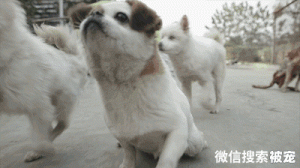 你有没有见过为了让自己有个家，而非常努力的流浪狗？