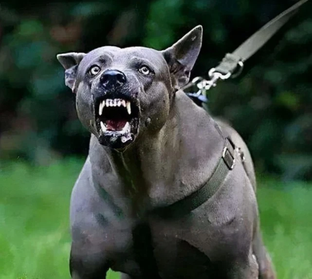 山东一小学附近惊现大型狼犬！咬人后疯狂乱窜！城里能养烈性犬吗