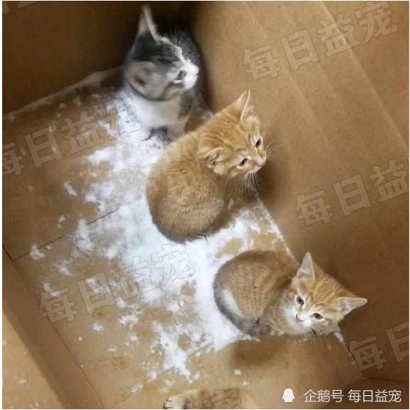 四只小猫被装进纸箱，遗弃在雪地里，好心人发现时已冻成冰棍！