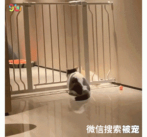 传说中，只要有夹缝，就会有被卡住的喵星人～