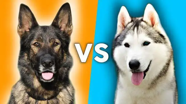 德国牧羊犬vs哈士奇，谁的战斗力更强？