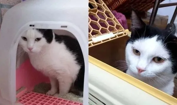 认养猫，医院填资料才知“它是英短”，网友一看剪坏的刘海，懂了