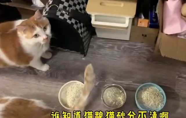 女子拜托老爸帮忙喂猫，隔天回去看时语塞了：这爹也太不靠谱了