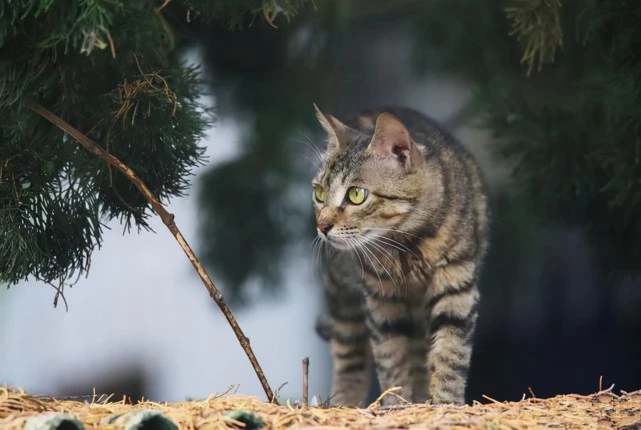 这5种猫，别随便养，养了它们就赖上你了