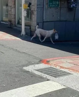 狗狗帮爸爸取外卖，叼着袋子自己回家，身份竟是地方名犬