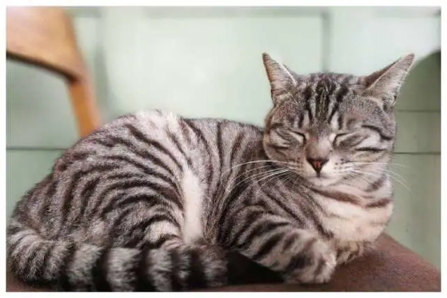 有些猫，天生就“不亲近人”