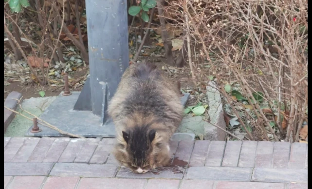 生活在校园的流浪猫，被学生好心喂食脾气却不好，被全校通告批评