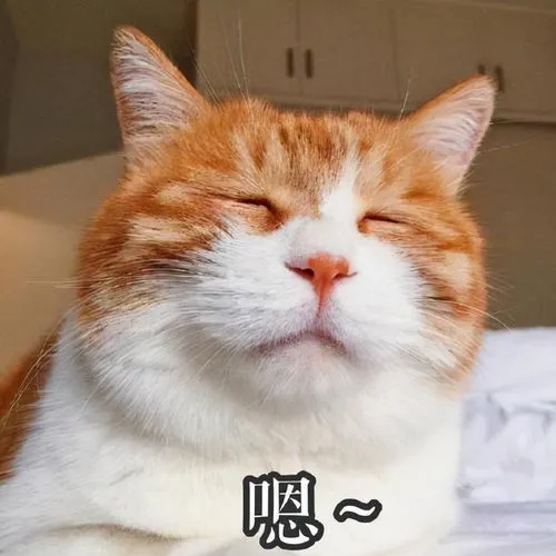 再次声明：很多养猫的人，容易犯这些“毛病”
