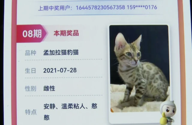 银行拿“万元活猫”当奖品，网友吵翻！