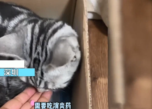 男子喂猫吃消炎药，3次喂药喵的态度大转变：这也太乖巧了吧？