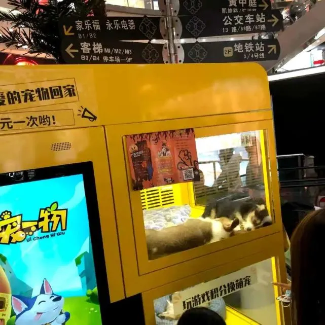 银行拿“万元活猫”当奖品引争议