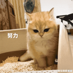 猫咪这10个“小动作”，代表它把你当亲妈了