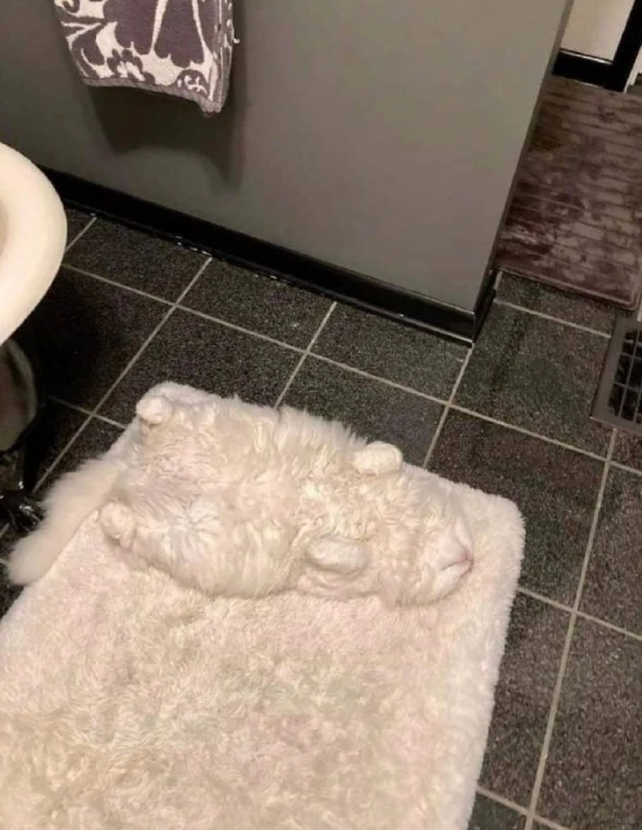 你 快进来找猫猫，能找到算猫输