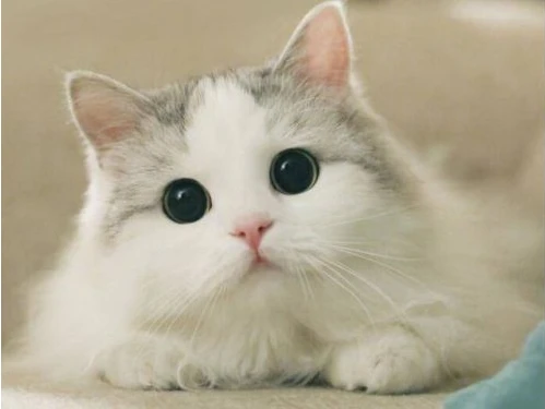 猫狗的暗示语言，你能听懂吗