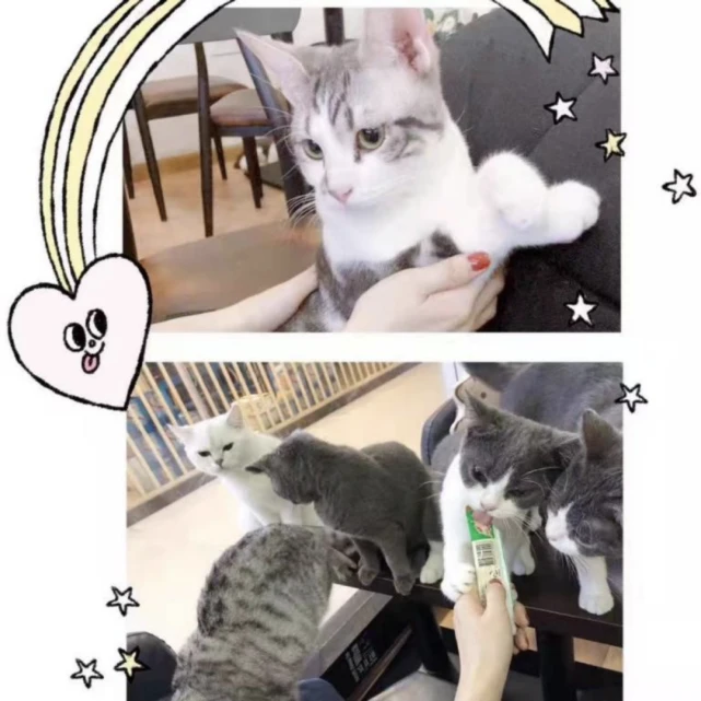 赔了老婆本的猫咖，却让我找到了老婆