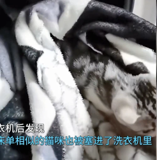 洗衣机里传出猫叫声，女子抽出毯子时语塞了：差点出了喵命呀