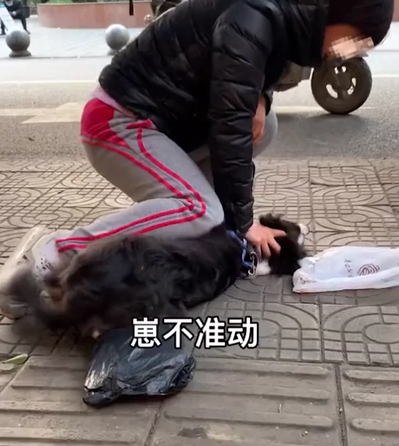 四川一女子被自家宠物狗咬后，当街压住狗头：今天就教你怎么做狗