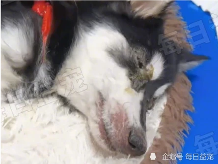 哈士奇不幸患上犬瘟，被主人扔到垃圾桶旁，嘴巴被绑无法呼救！