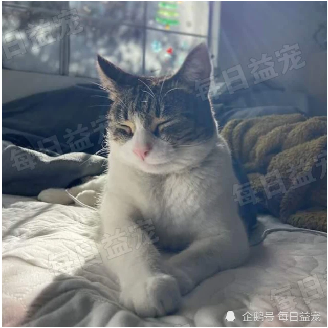 调皮猫咪热衷偷东西，公然将“赃物”带回家，把铲屎官害惨了！