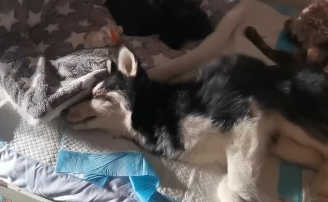 犬瘟后期被绑住嘴抛弃的哈士奇，如今全身不能动，可它还是尽量表达着感激