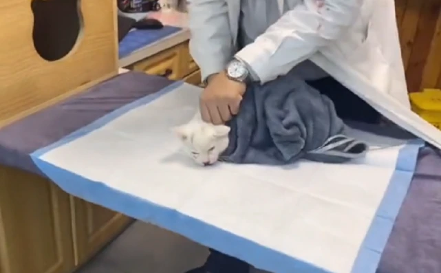 疑似被打，有主猫咪却独自在路边吐血，猫咪：我究竟做错了什么