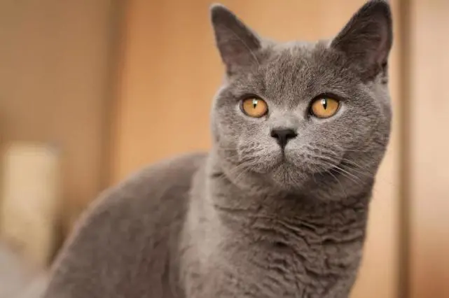 9种可爱的猫品种，你更喜欢哪一个？