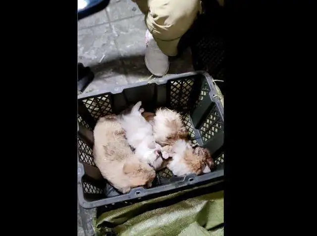 江苏淮安，快递中转站，又出现大量宠物盲盒！