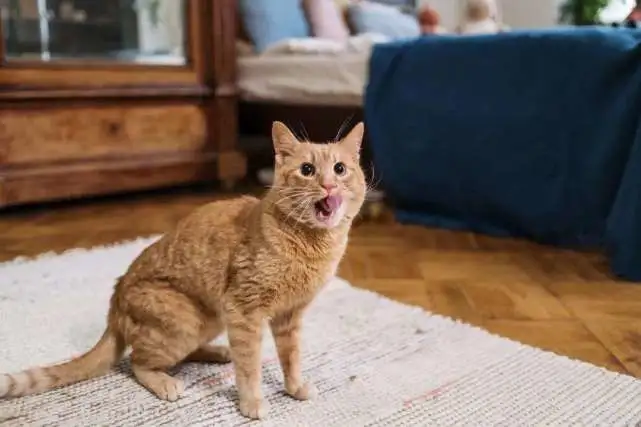 猫咪总“挑食”，是铲屎官一手造成的