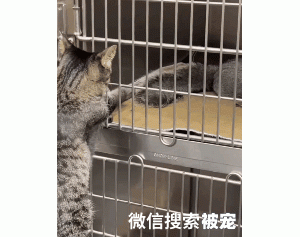 “社交达猫”的大狸花bea，是如何摸遍医院上下的？