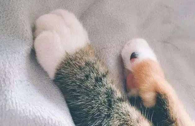 猫咪爪子藏着的秘密，可能养猫多年的你，也未必知道