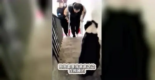 主人出院狗狗迎接 尾巴摇成电动臀还献吻