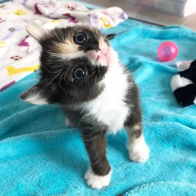 英子萌宠｜幸运小奶猫被妹子及时收留，从那天开始就很喜欢微笑……