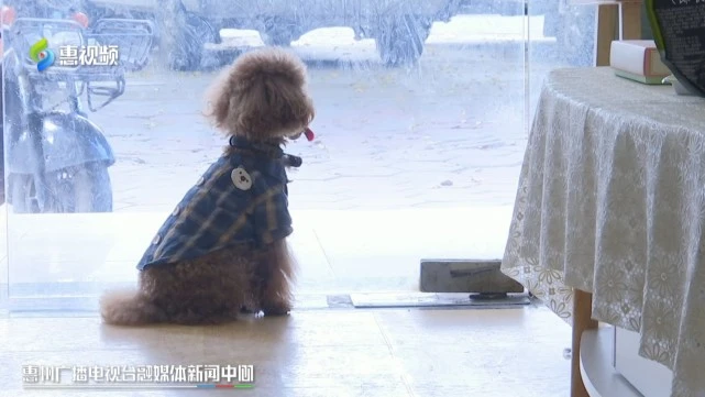 美甲店老板串门半小时 泰迪犬被7岁女孩抱走